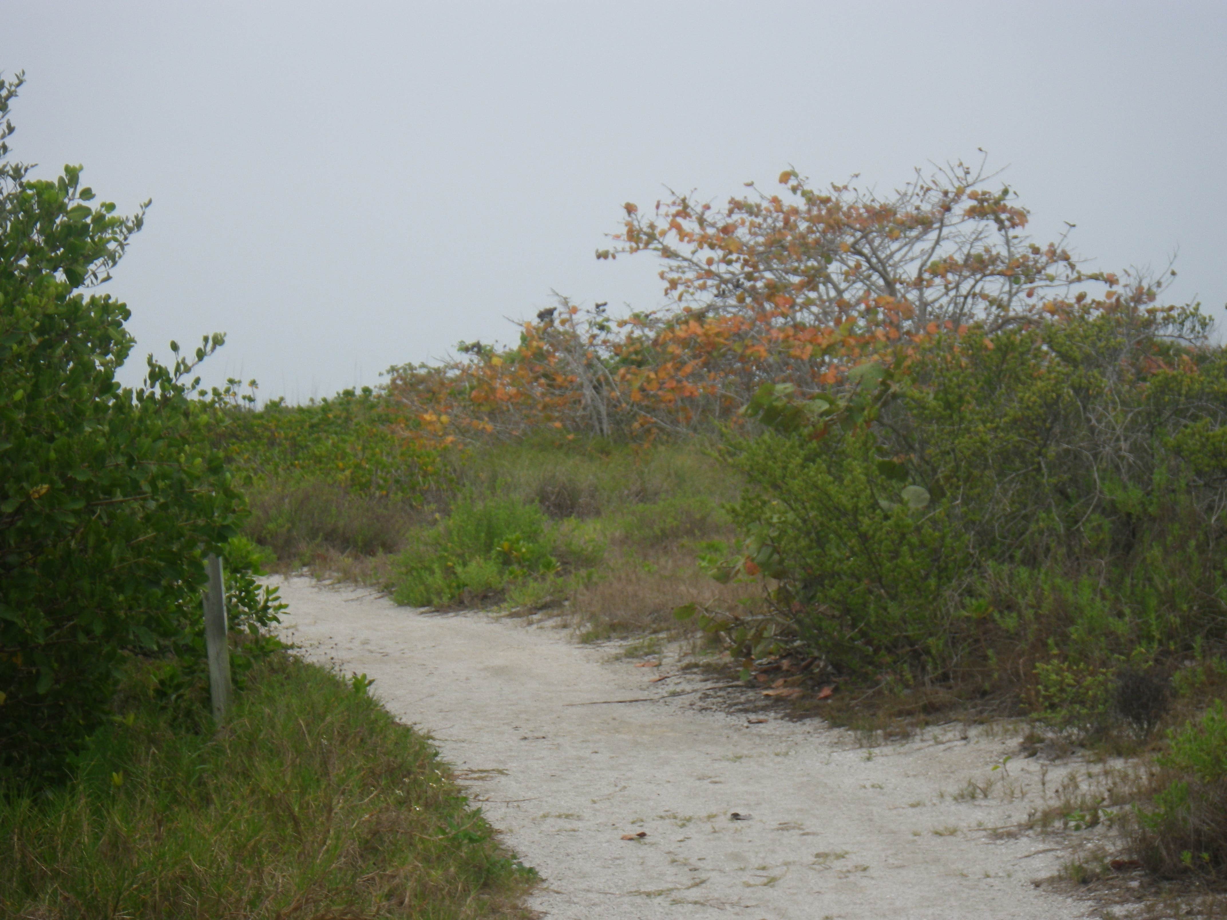 Camper submitted image from Cayo Costa State Park Campground - 4