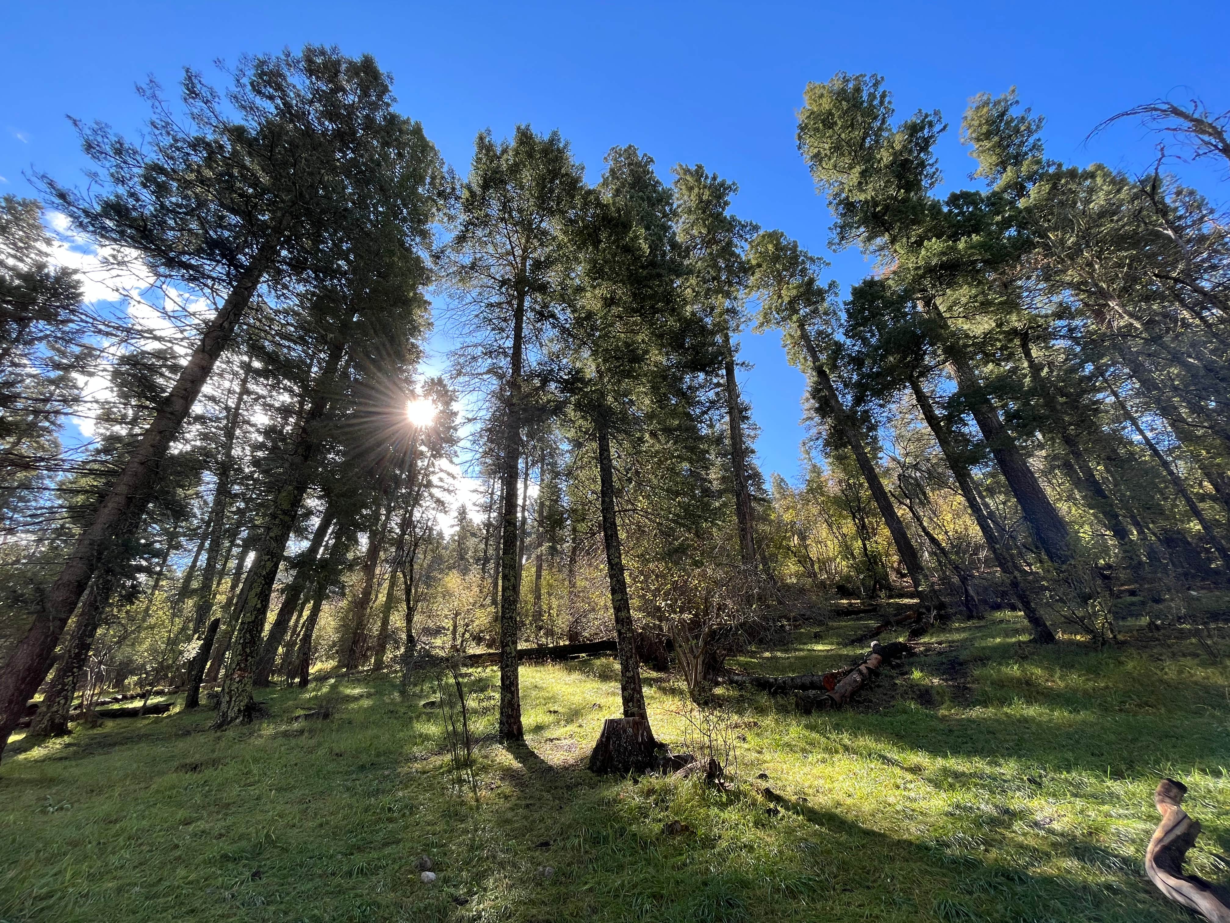 Camper submitted image from Deerhead Campground — Lincoln National Forest - 3