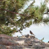 Review photo of Arapaho and Roosevelt National Forest Dispersed Camping by Wayne H., October 5, 2022