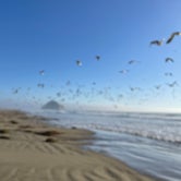Review photo of Morro Strand State Beach by Femke J., October 5, 2022