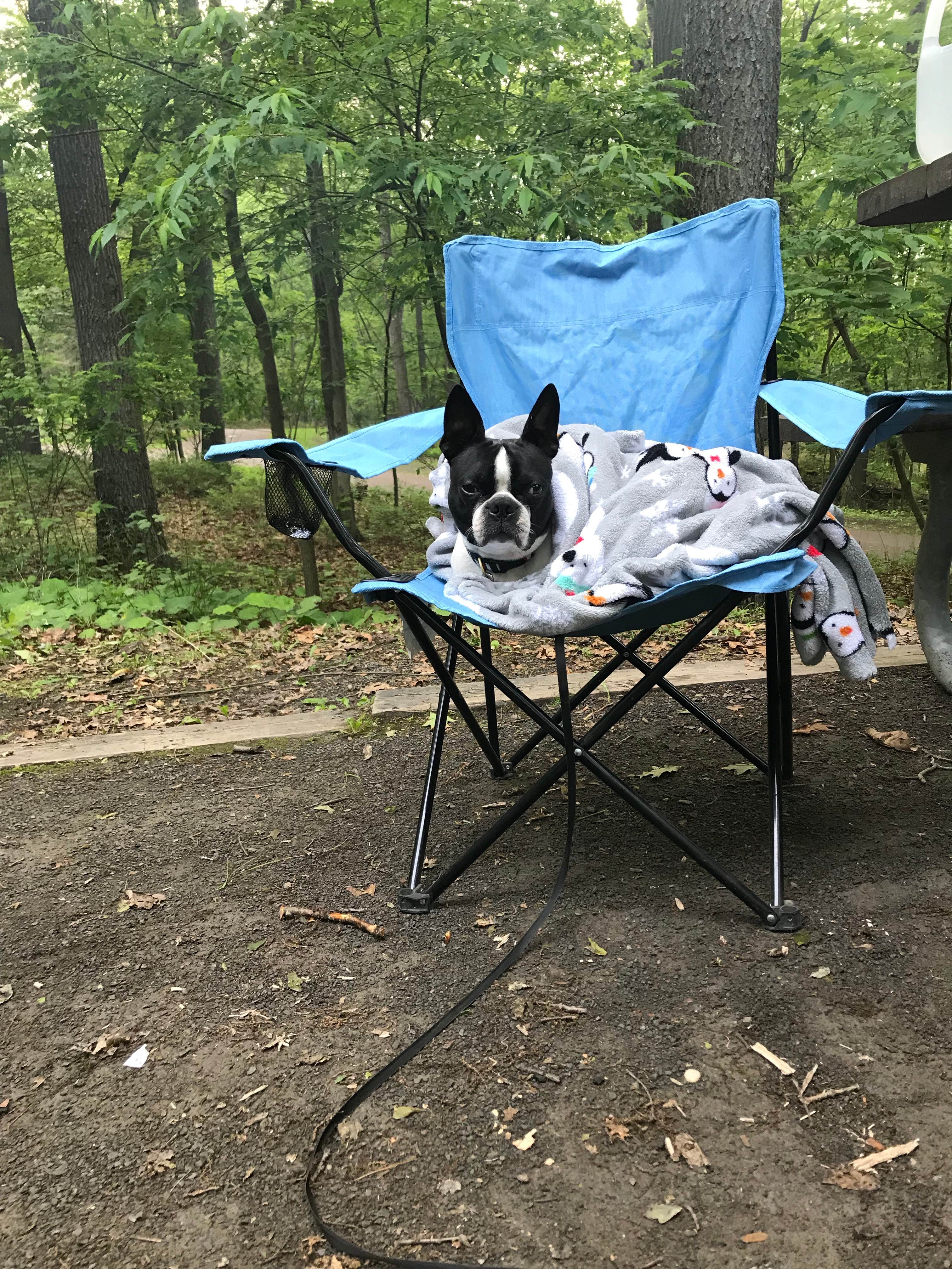 Camper submitted image from Deep Creek Lake State Park Campground - 3