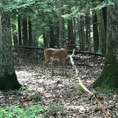 Review photo of Deep Creek Lake State Park Campground by Andrea S., September 5, 2018