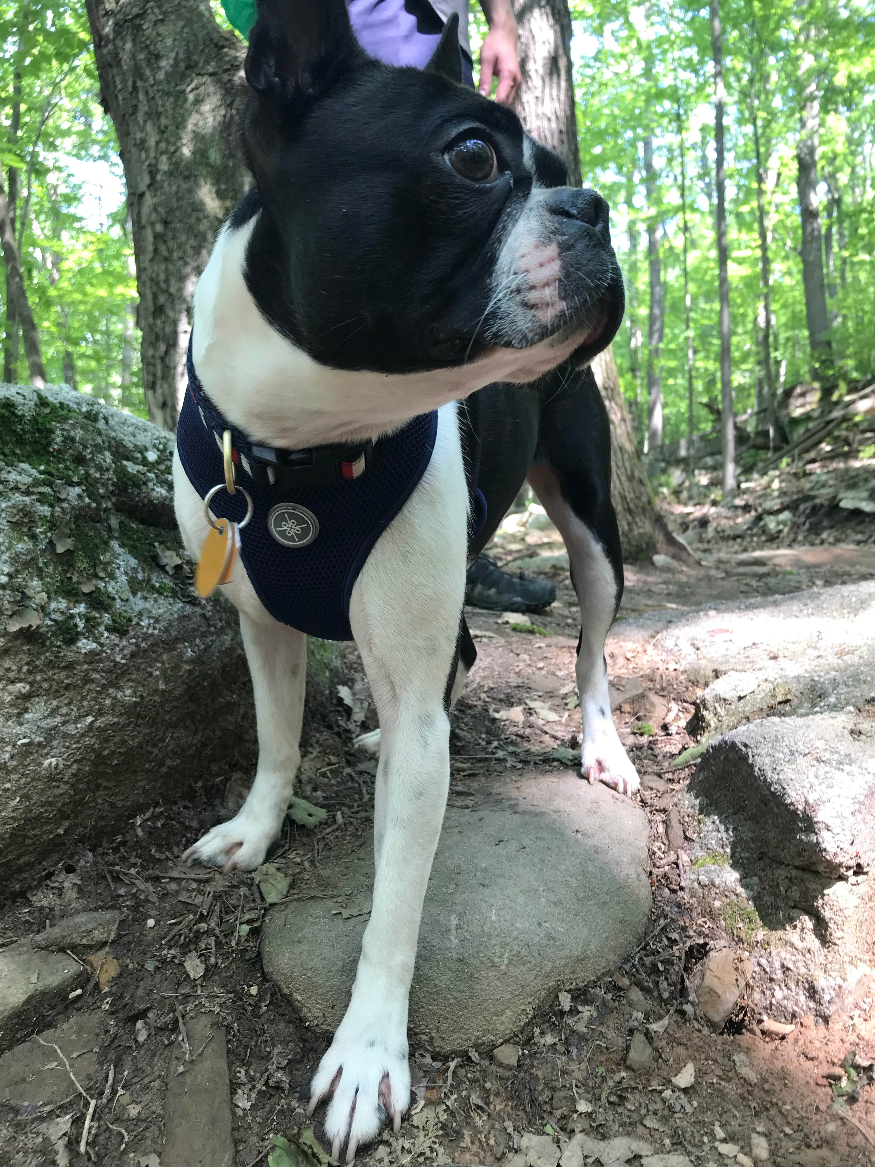 Andrea S.'s photo of camping with pets at Deep Creek Lake State Park Campground near Jennings Randolph Lake