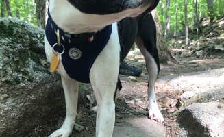 Andrea S.'s photo of camping with pets at Deep Creek Lake State Park Campground near Frostburg, MD
