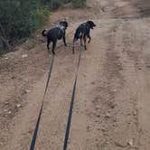 Review photo of Cattlemen Trail - Dispersed Camping by Silas T., October 5, 2022