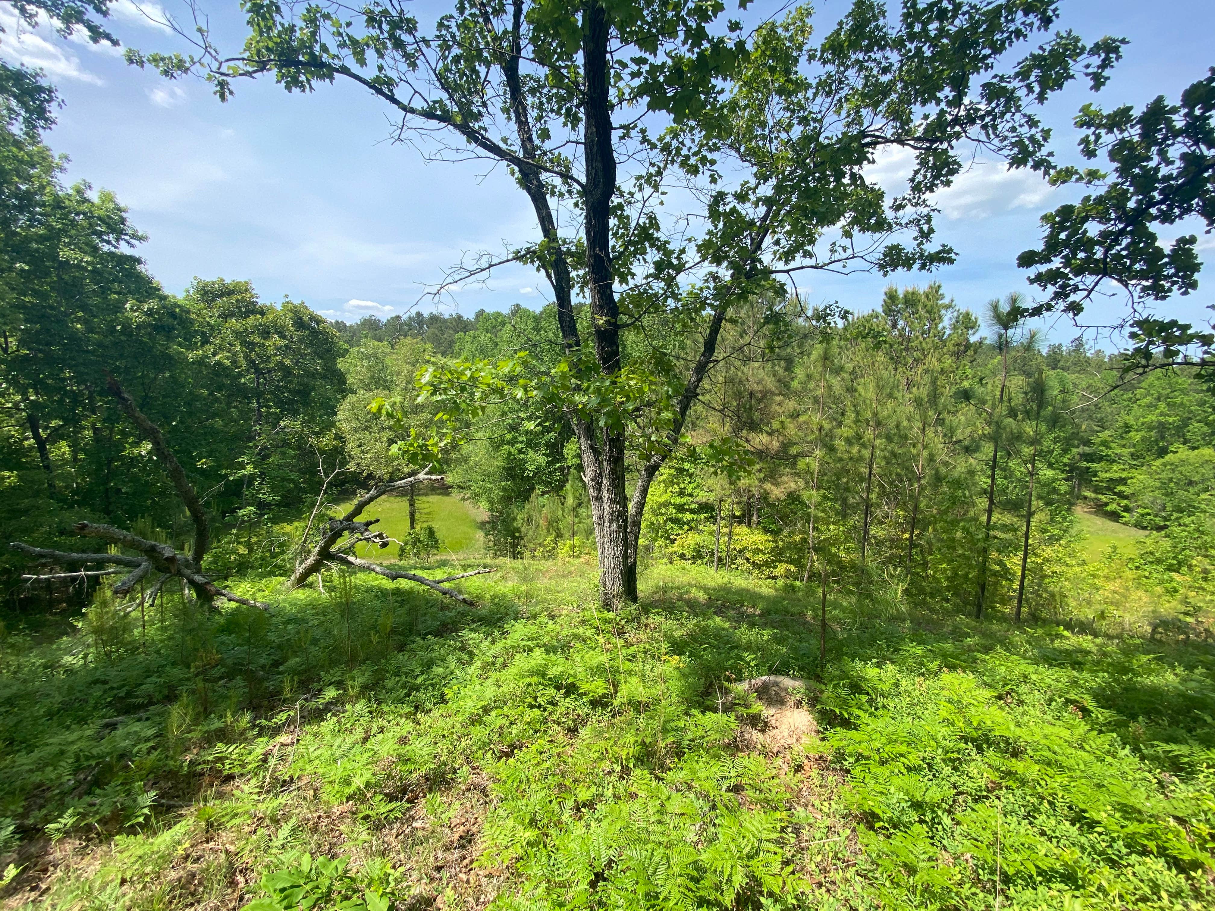 Camper-submitted photo at Star Point Reserve near Dadeville, AL