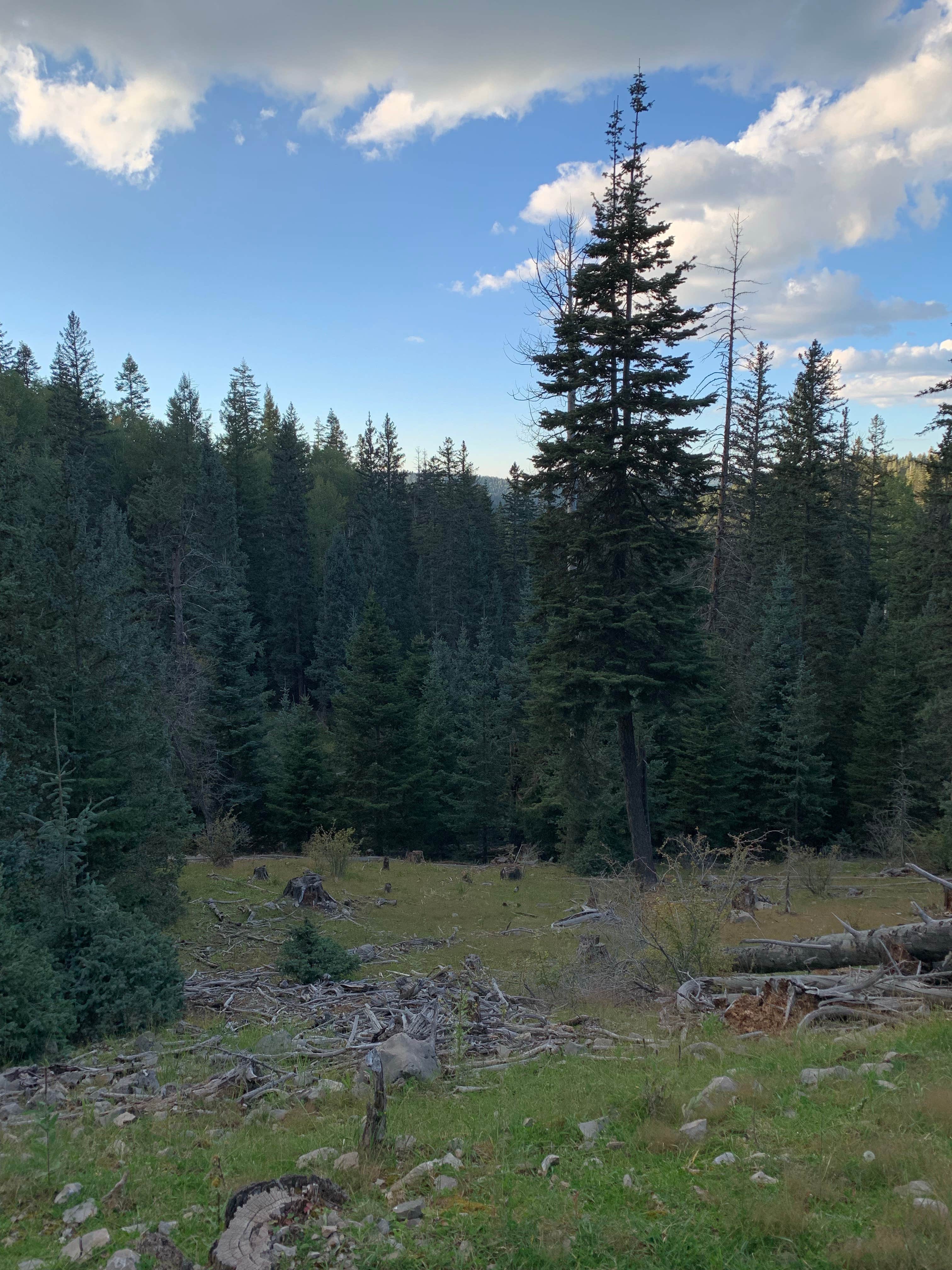 Camper-submitted photo at Lincoln NF - Forest Service Road 64 - Dispersed Camping near White Sands National Park