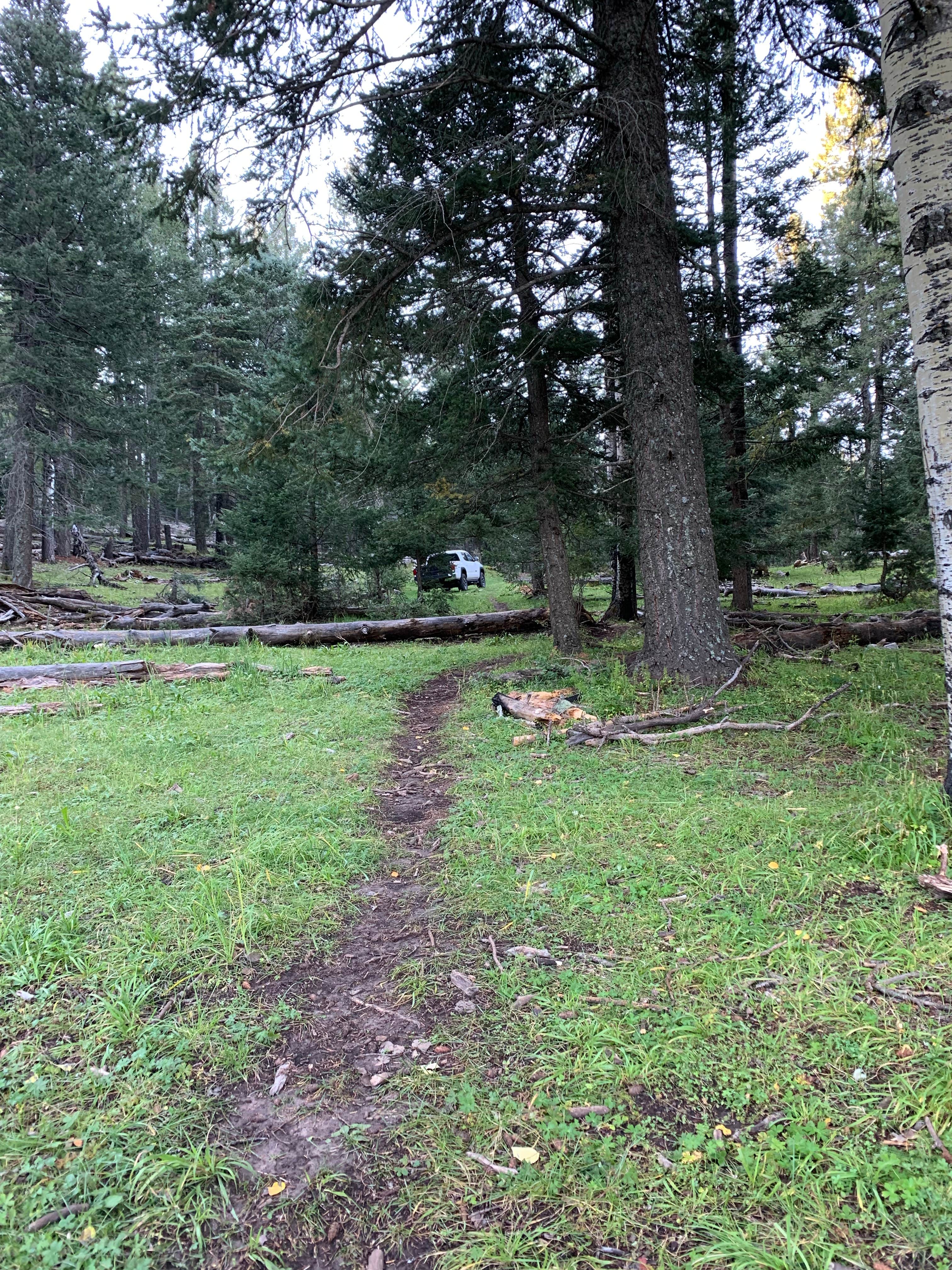 Camper submitted image from Lincoln NF - Forest Service Road 64 - Dispersed Camping - 3