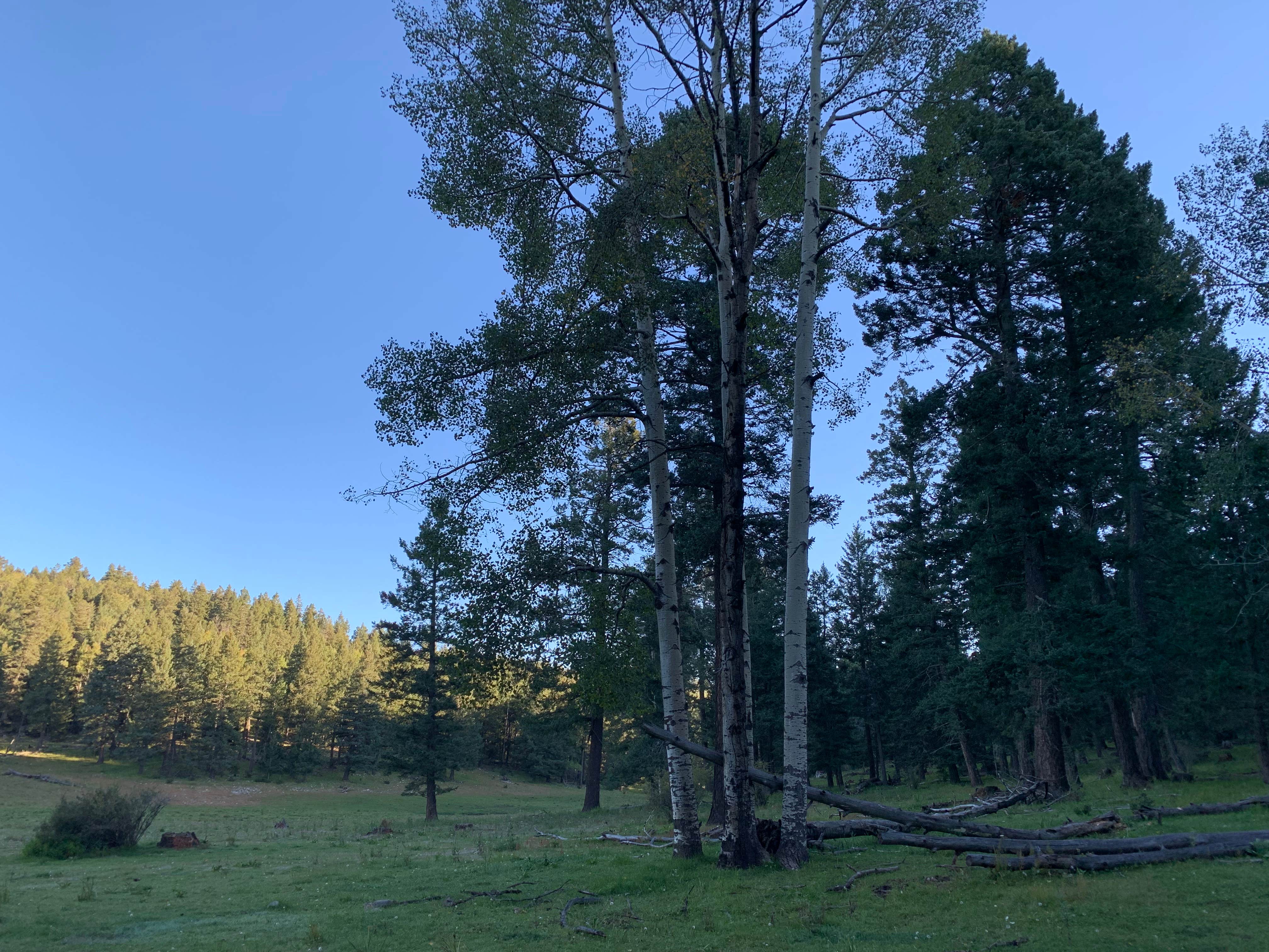 Camper-submitted photo at Lincoln NF - Forest Service Road 64 - Dispersed Camping near White Sands National Park