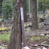 Review photo of Lincoln NF - Forest Service Road 64 - Dispersed Camping by Jacob  W., October 6, 2022