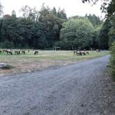 Review photo of Dosewallips Campground (walk-in Only) — Olympic National Park by Kirsten  C., September 5, 2018