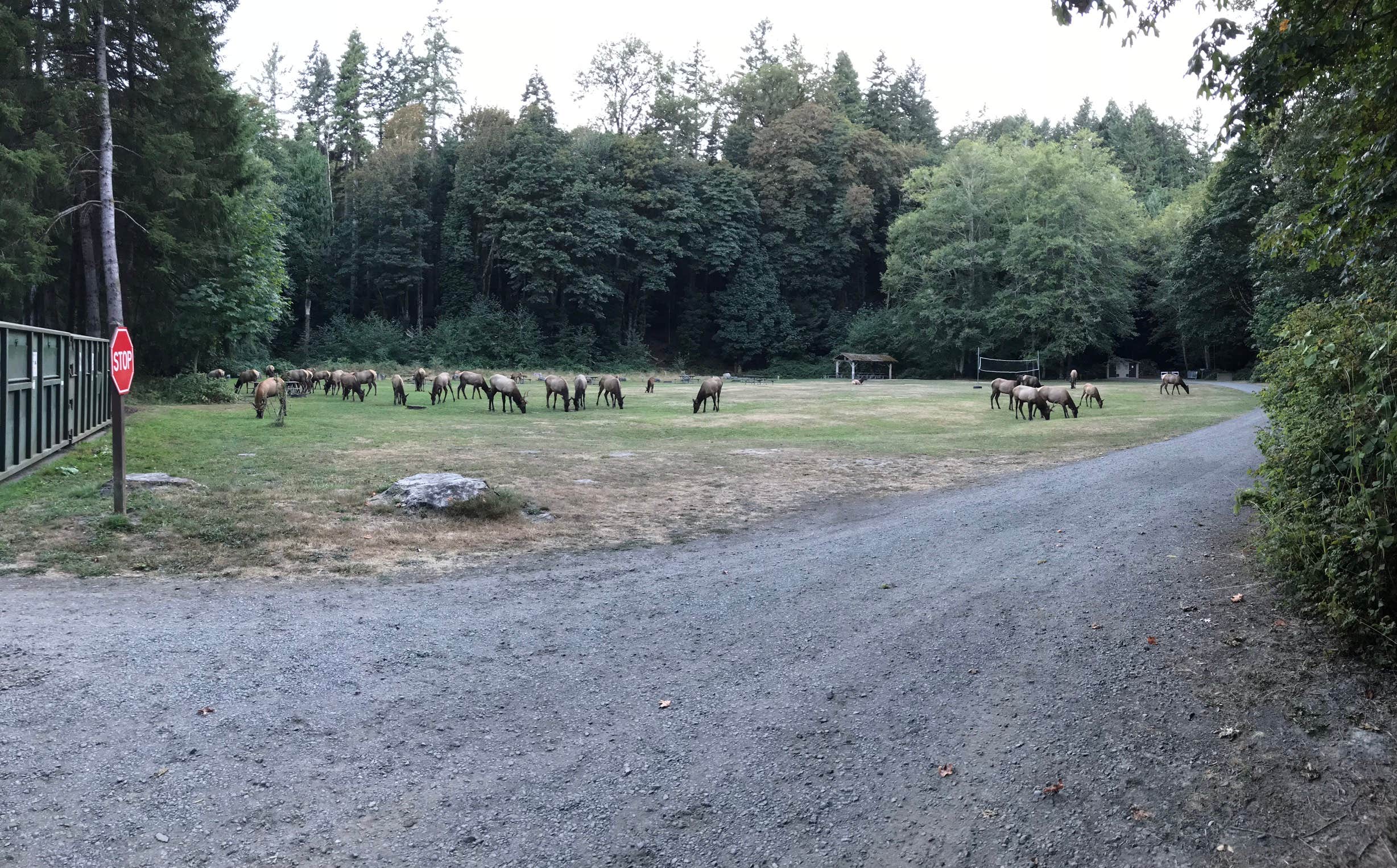 Camper submitted image from Dosewallips Campground (walk-in Only) — Olympic National Park - 2