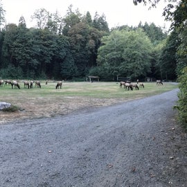 Elk across the road in campground. 
