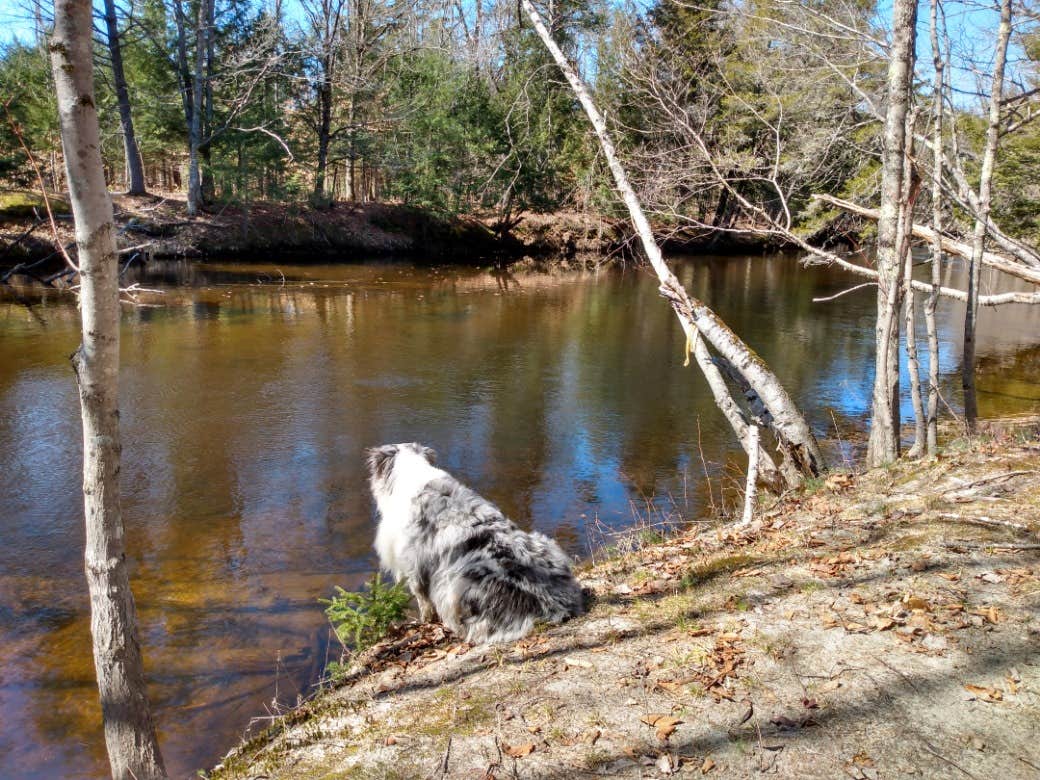 The Dyrt's photo of camping with pets at Tentrr Signature Site - Retreat at River's Edge on the Nezinscot River near Rumford, ME