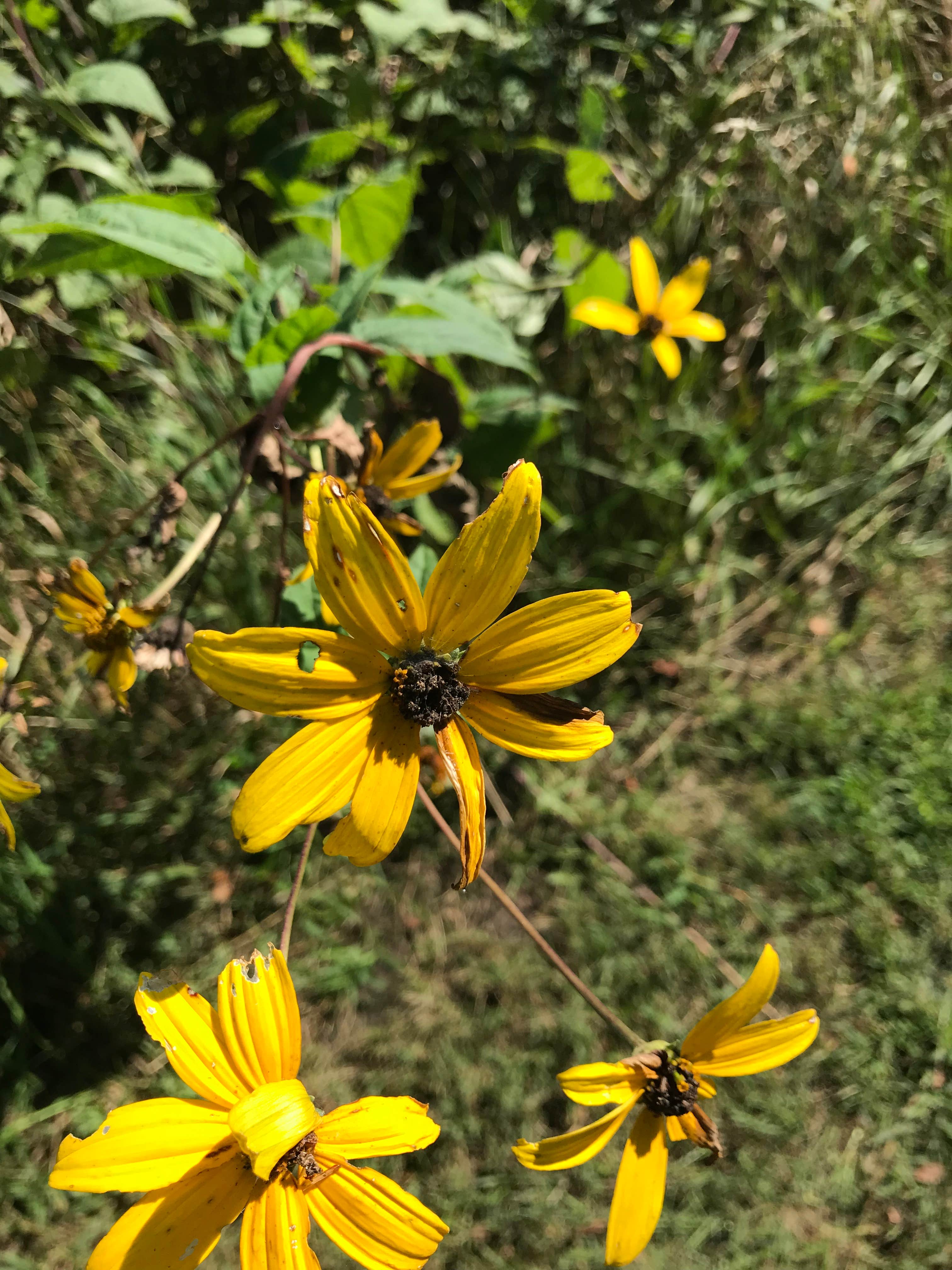 Camper submitted image from Prophetstown State Park Campground - 2