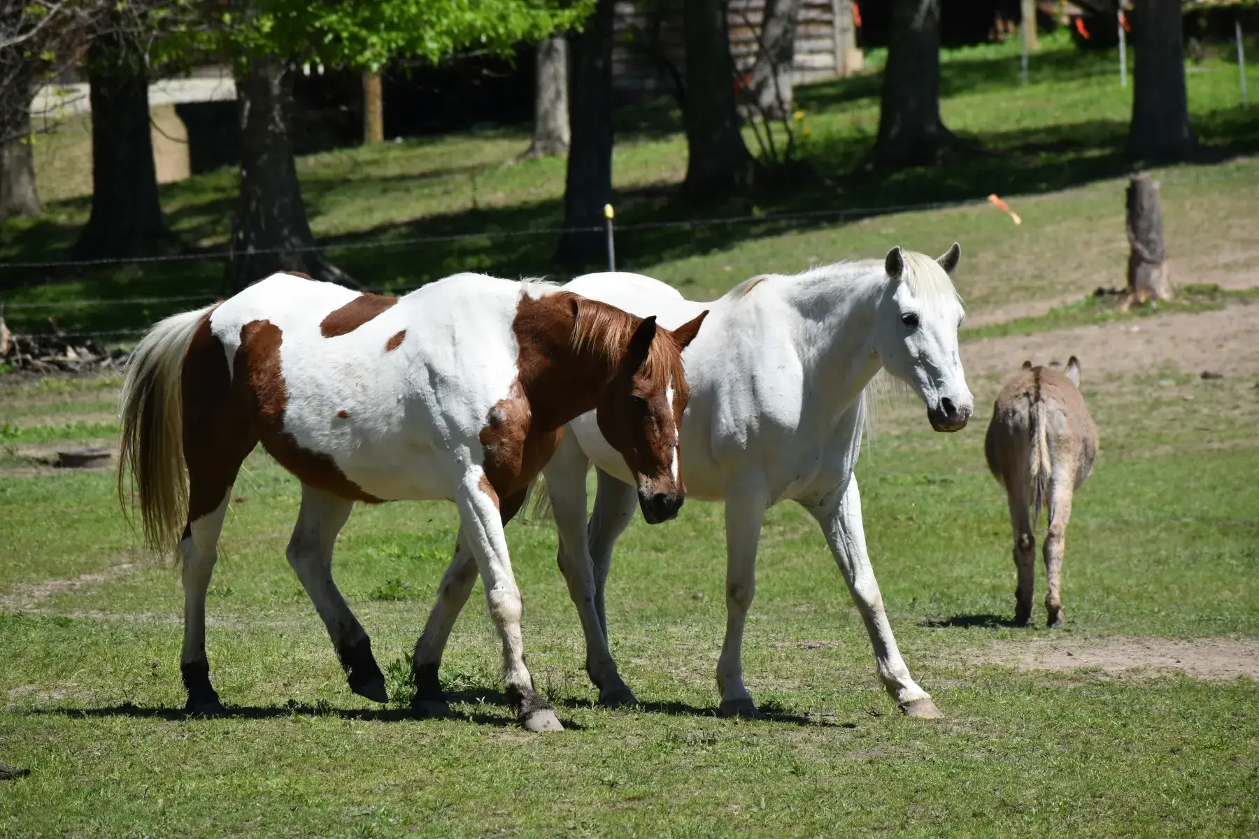 Camper-submitted photo at Hummingbird Hollow Outdoors Farm Sanctuary near Stanton, MO
