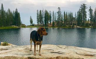 Jacqui W.'s photo of camping with pets at Fresno Dome Campground near Yosemite Valley, CA
