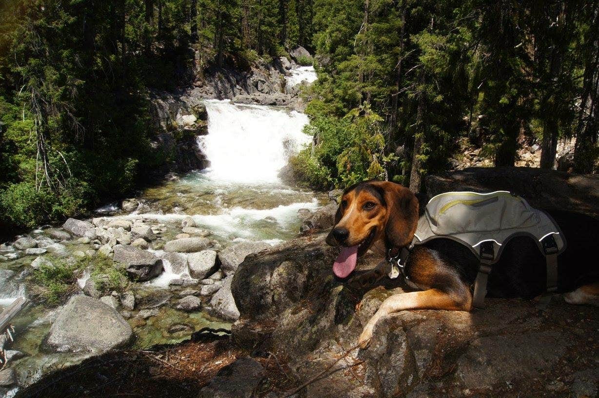 Jacqui W.'s photo of camping with pets at Hayward Flat near Whiskeytown National Recreation Area