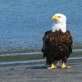 Review photo of Chilkat Bald Eagle Preserve by Shari  G., October 6, 2022