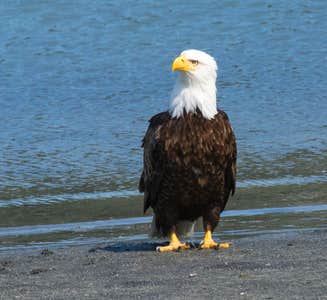 Camper-submitted photo from Chilkat Bald Eagle Preserve