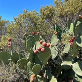 Review photo of Will Creek Road Dispersed by Jose M., October 7, 2022