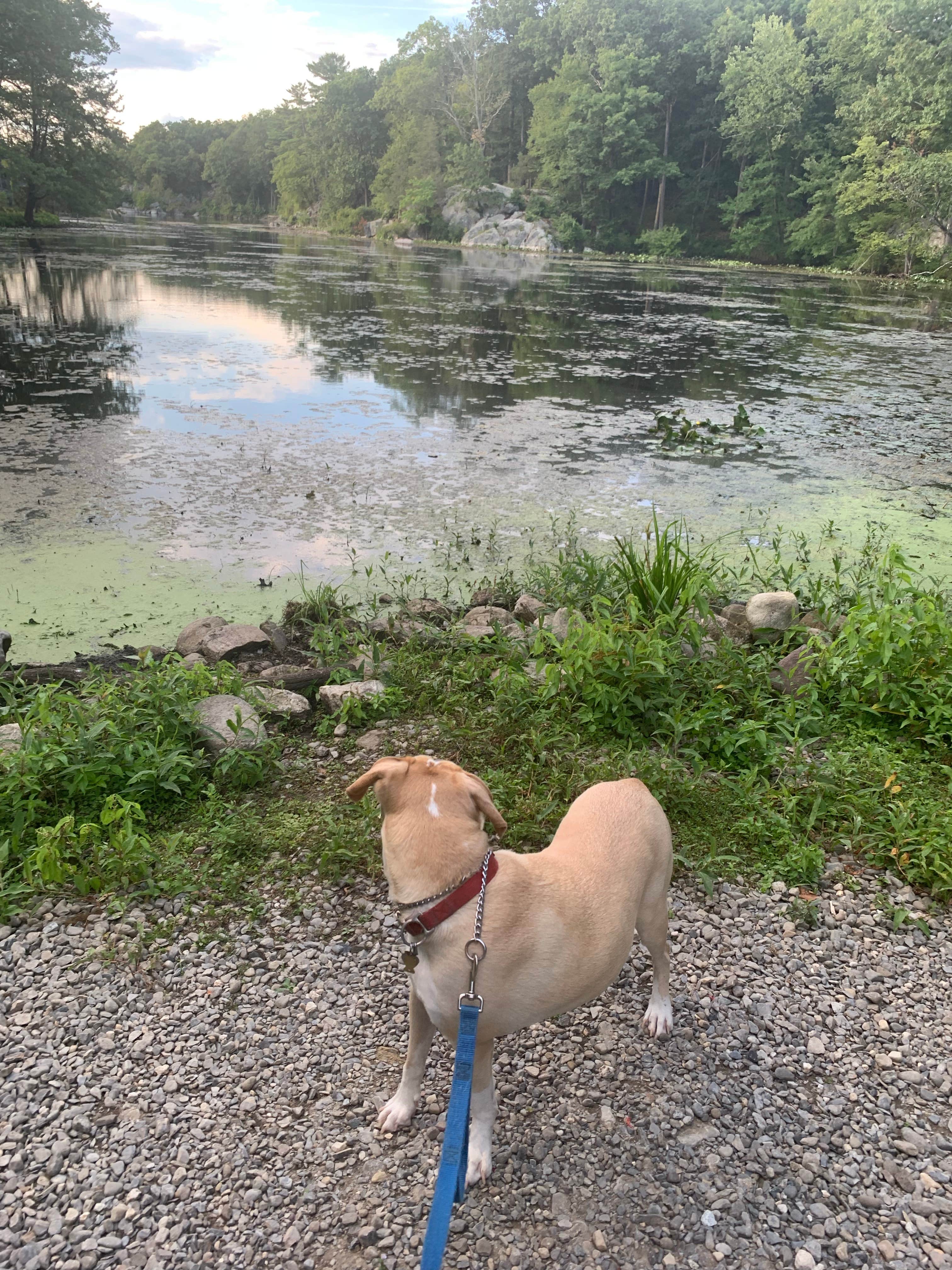 Joni P.'s photo of camping with pets at Panther Lake Camping Resort near Newark, NJ