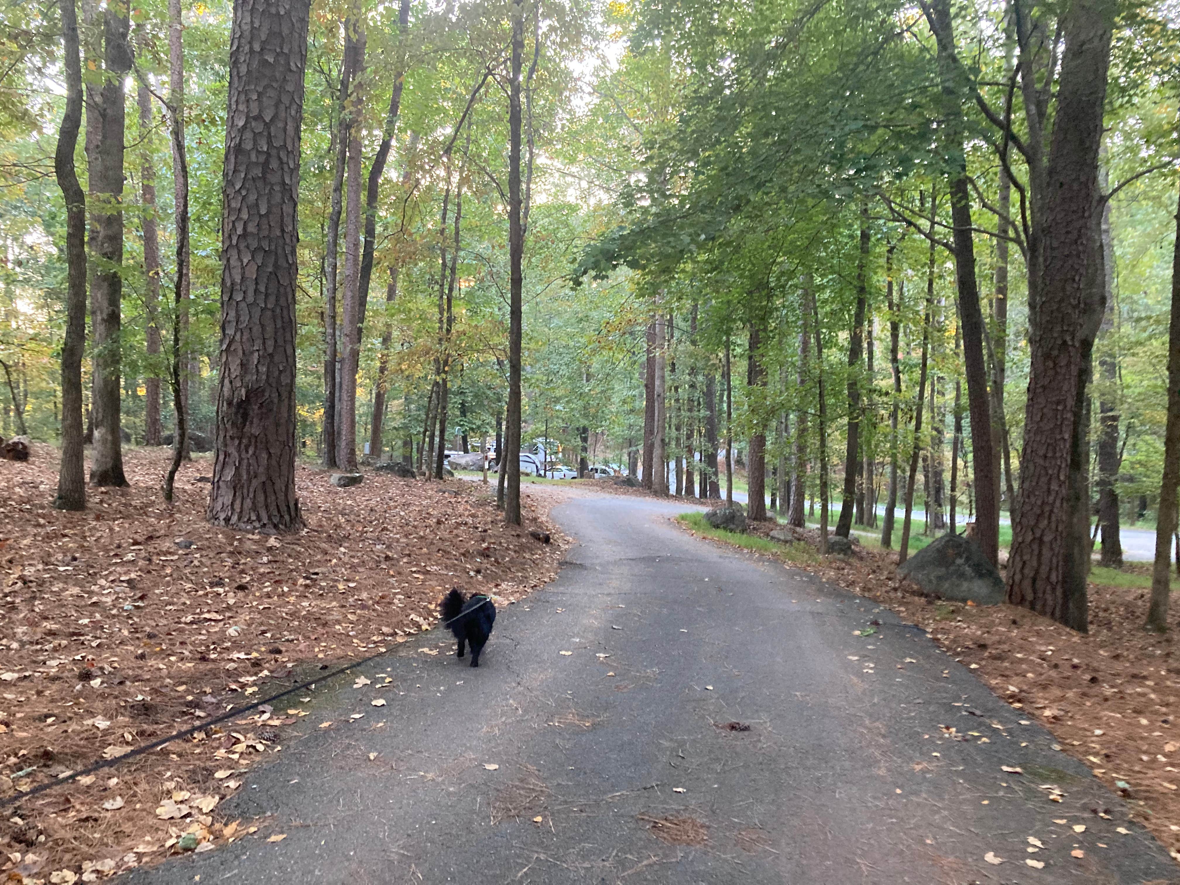 Kevin H.'s photo of camping with pets at Red Top Mountain State Park Campground near Douglasville, GA