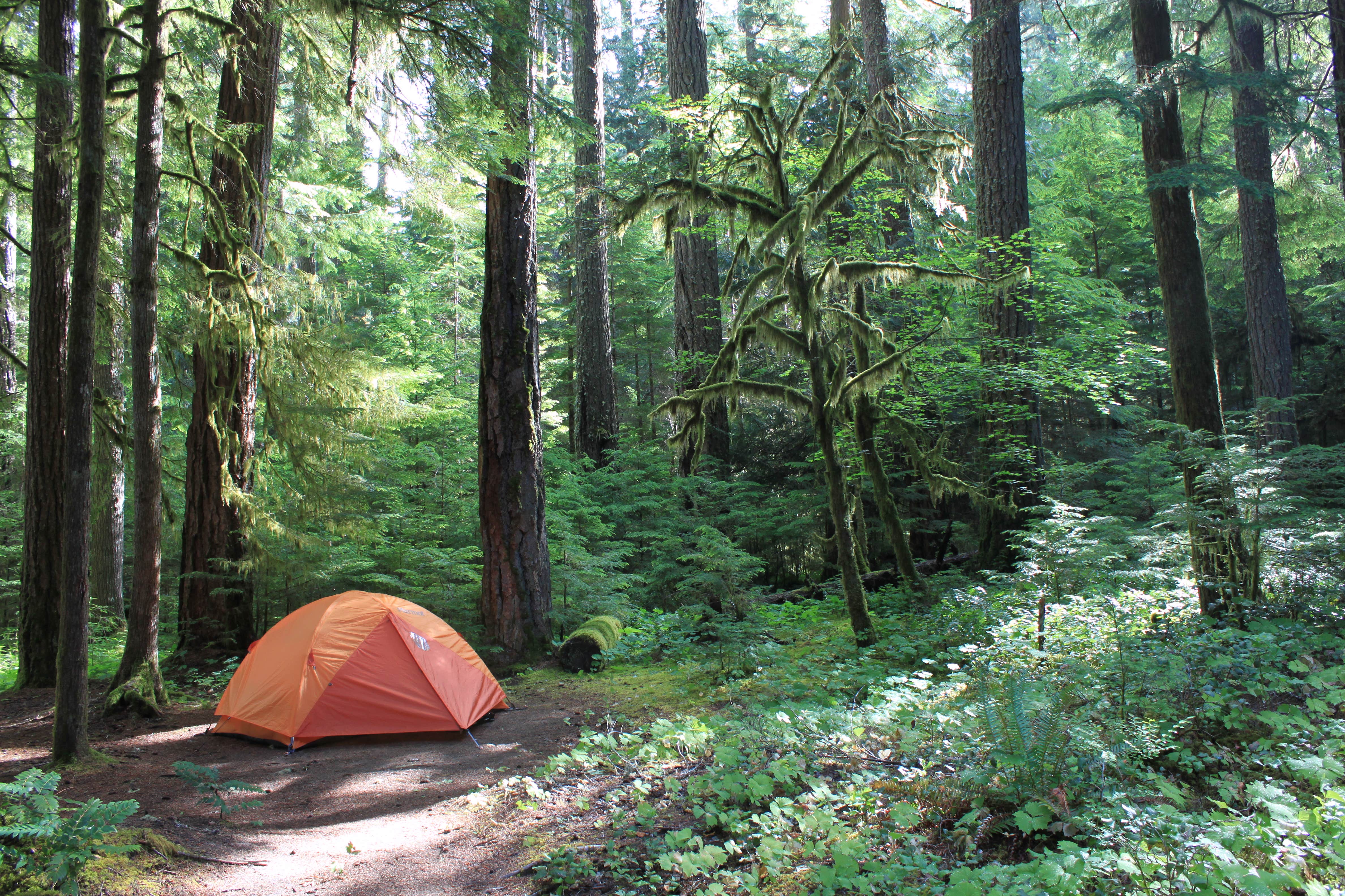 Megan C.'s photo at La Wis Wis Campground near White Pass, WA