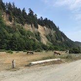 Review photo of Gold Bluffs Beach Campground — Prairie Creek Redwoods State Park by Jack L., September 6, 2018