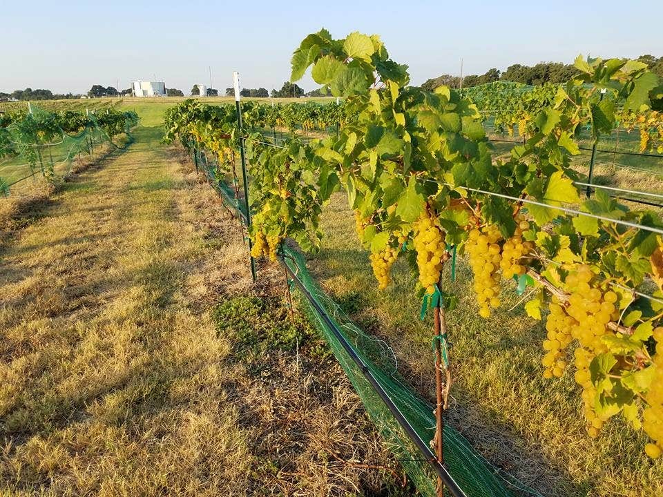 Camping near Whites County Park Campground: Frascone Winery, Anahuac, Texas