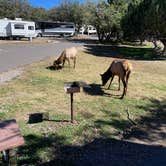 Review photo of Trailer Village RV Park — Grand Canyon National Park by Wayne F., October 7, 2022