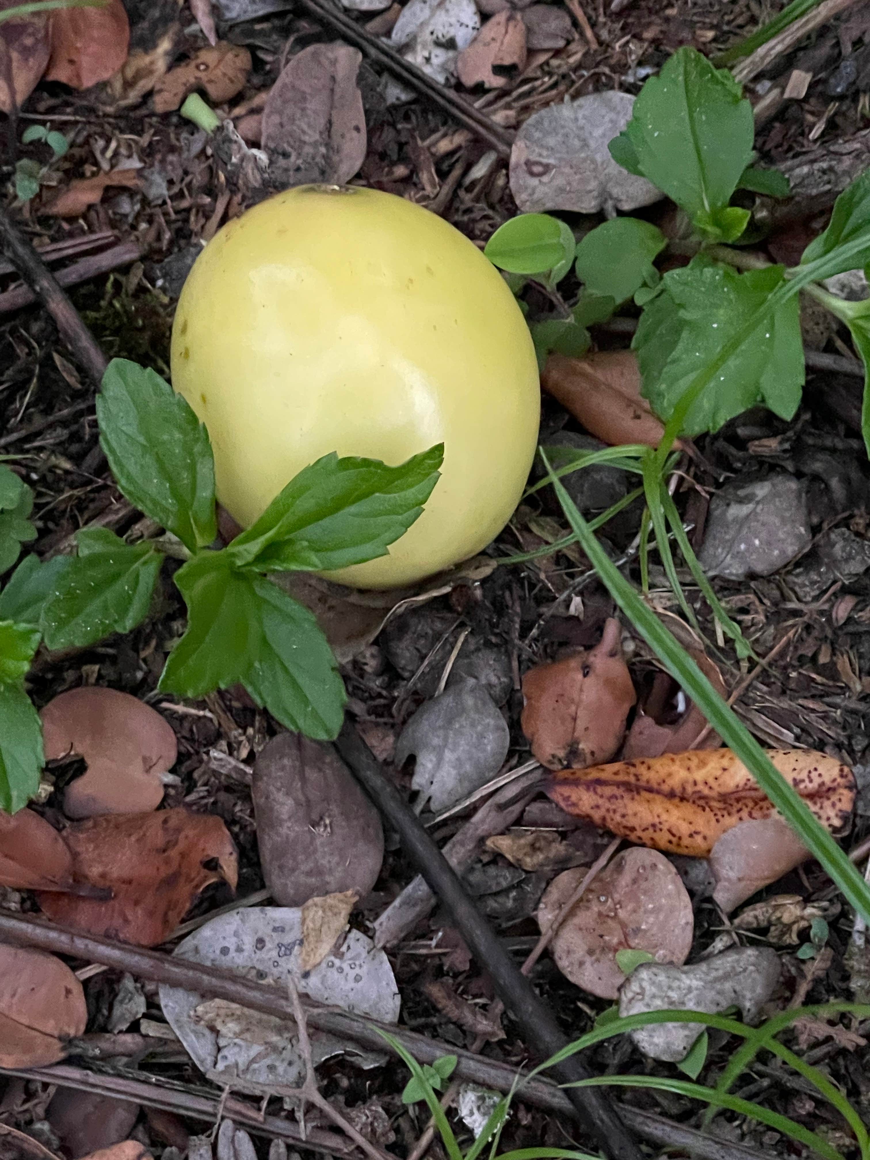 Camper-submitted photo at Honu Hale near Hawaiian Paradise Park, HI
