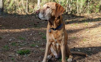 Crystal R.'s photo of camping with pets at Jordon Rustad near New Waverly, TX