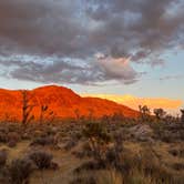 Review photo of Mojave Cross Dispersed — Mojave National Preserve by Drea M., October 8, 2022