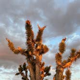 Review photo of Mojave Cross Dispersed — Mojave National Preserve by Drea M., October 8, 2022