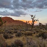 Review photo of Mojave Cross Dispersed — Mojave National Preserve by Drea M., October 8, 2022