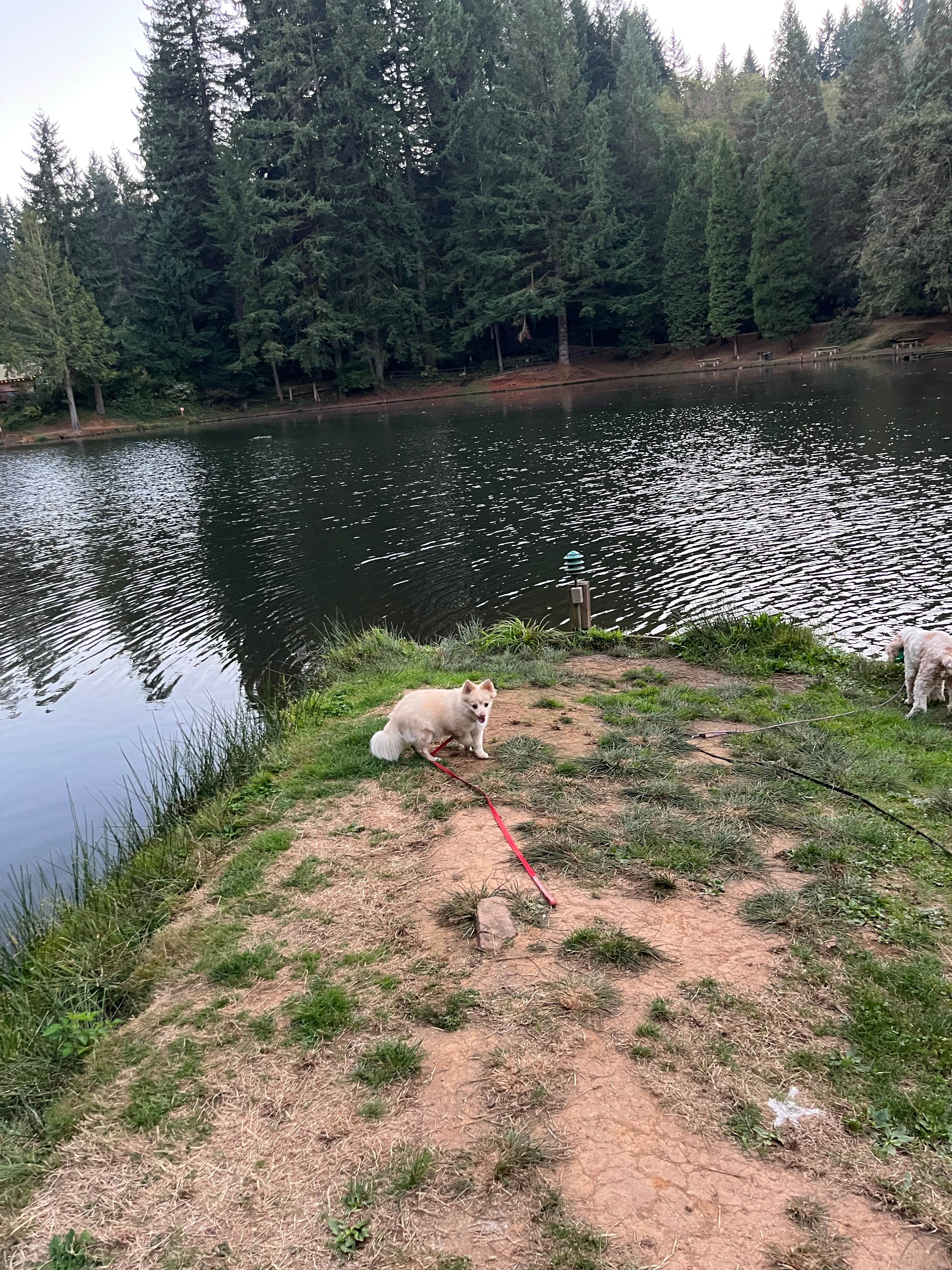 David O.'s photo of camping with pets at Horning's Hideout near Tigard, OR