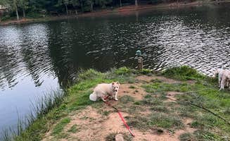 David O.'s photo of camping with pets at Horning's Hideout near Beaverton, OR