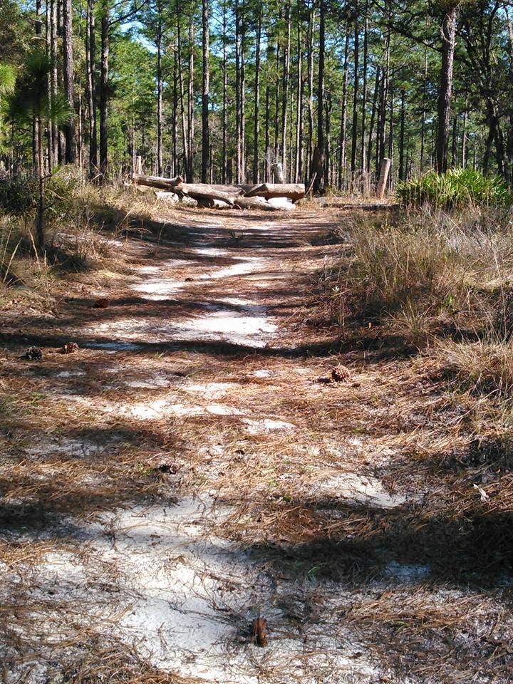 Camper-submitted photo at Clearwater Lake Campground near Ocala National Forest