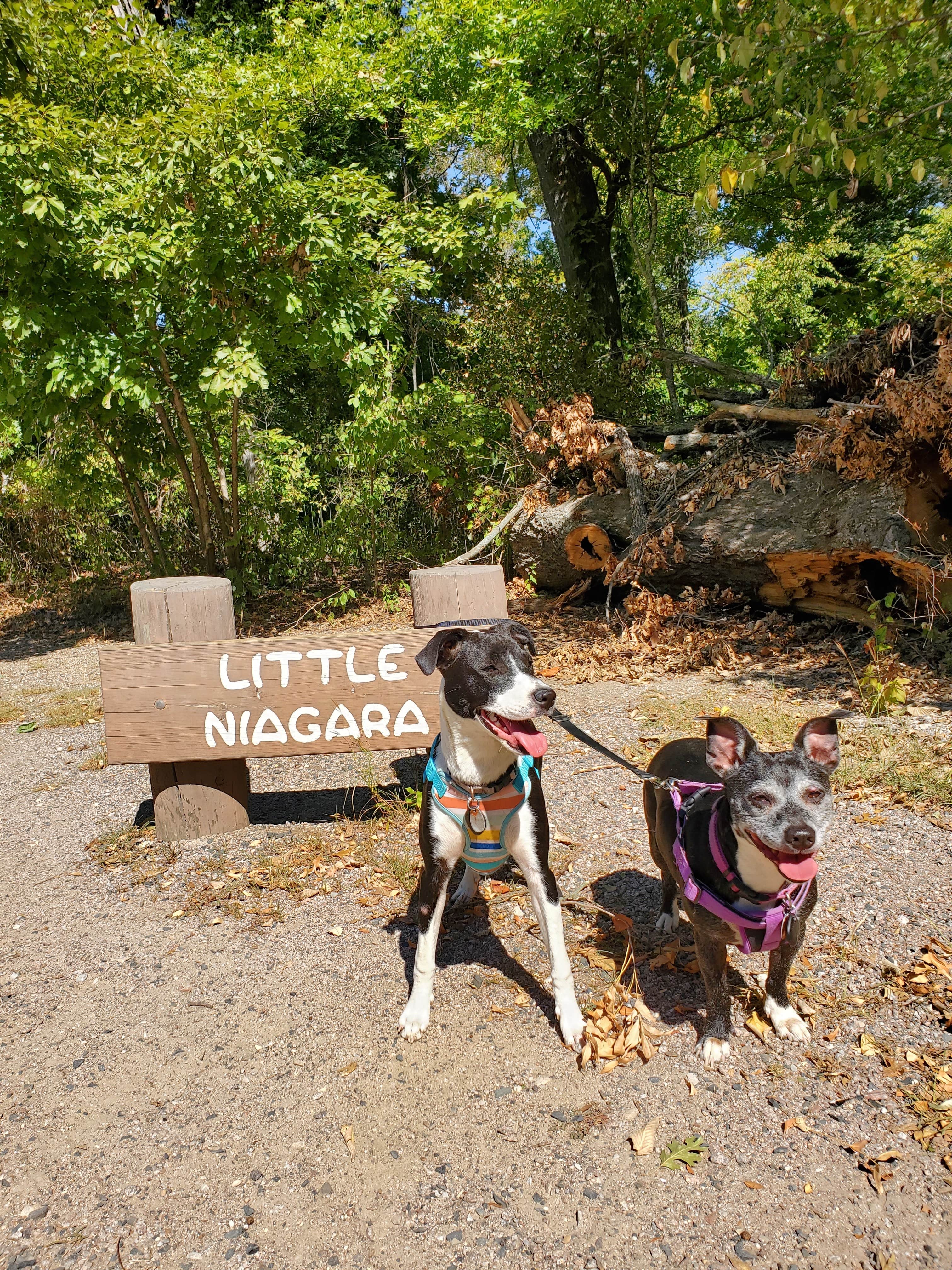Emily K.'s photo of camping with pets at Buckhorn Campground Loop C — Chickasaw National Recreation Area near Davis, OK