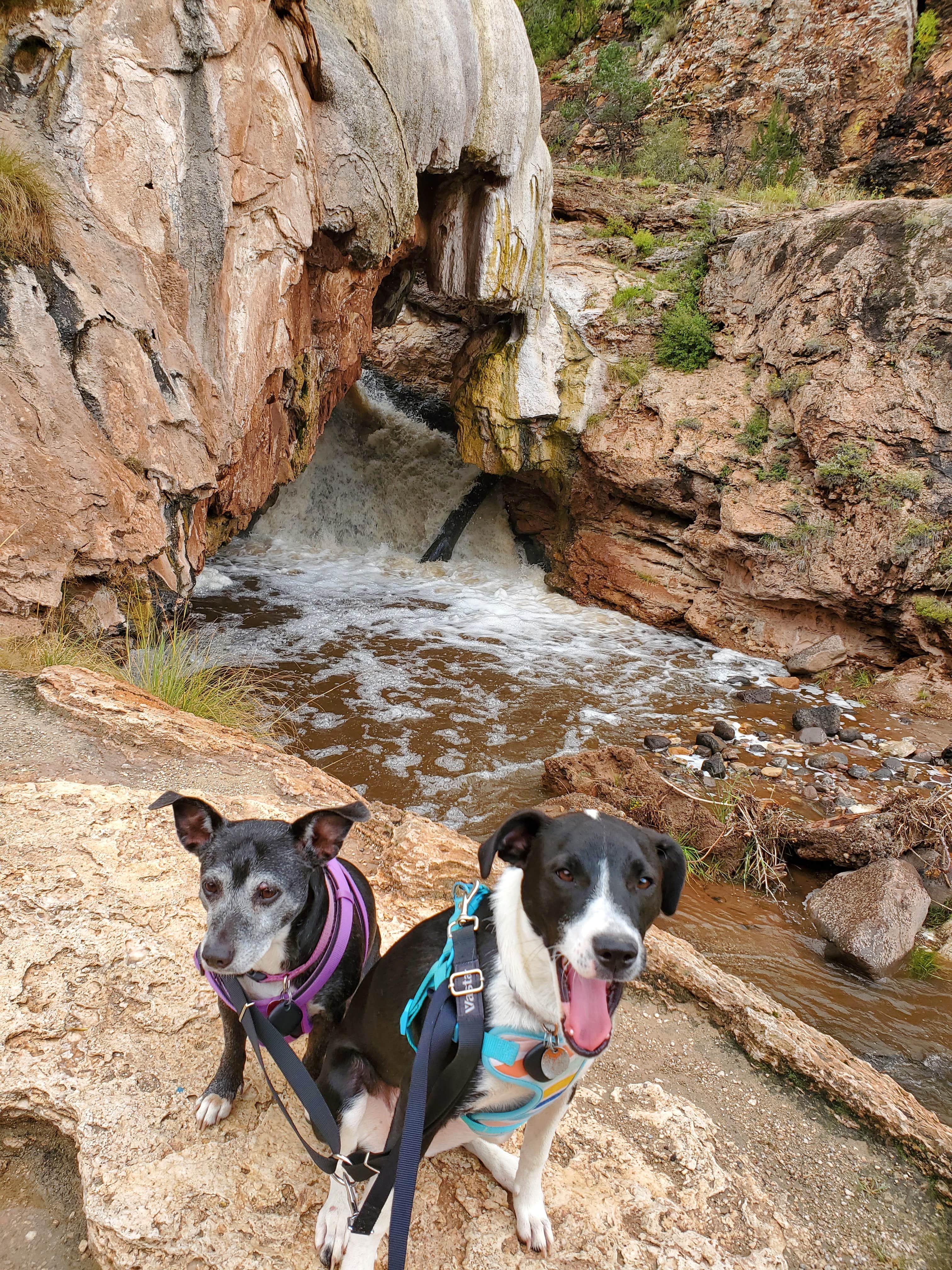 Emily K.'s photo of camping with pets at Jemez Falls Campground near Santa Fe National Forest