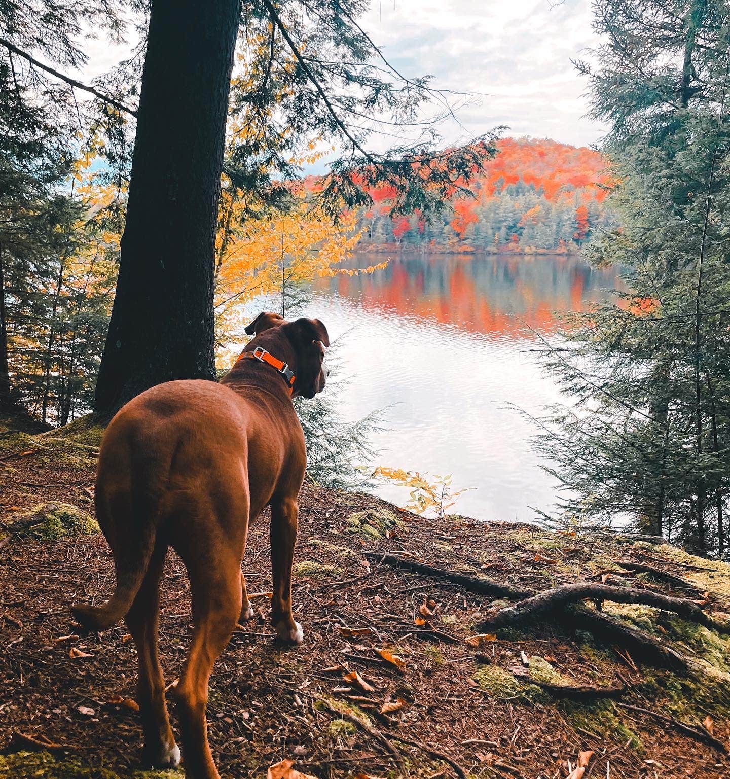 Bella S.'s photo of camping with pets at Nicks Lake Campground near Cranberry Lake, NY