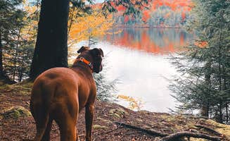 Bella S.'s photo of camping with pets at Nicks Lake Campground near Remsen, NY
