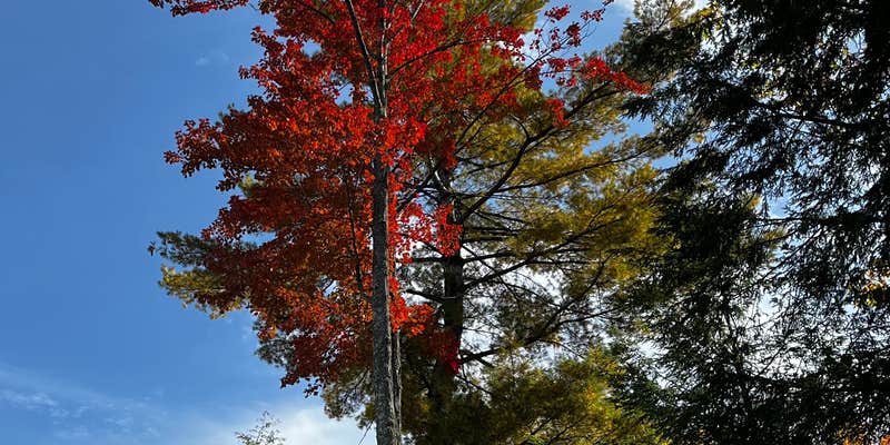 Camper submitted image from Boulder Lake Chequamonegon National Forest