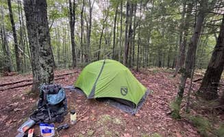 Alyson M.'s photo at Manistee River Trail Dispersed Camping near South Branch, MI
