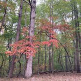 Review photo of Kings Mountain — Kings Mountain State Park by Kevin H., October 9, 2022