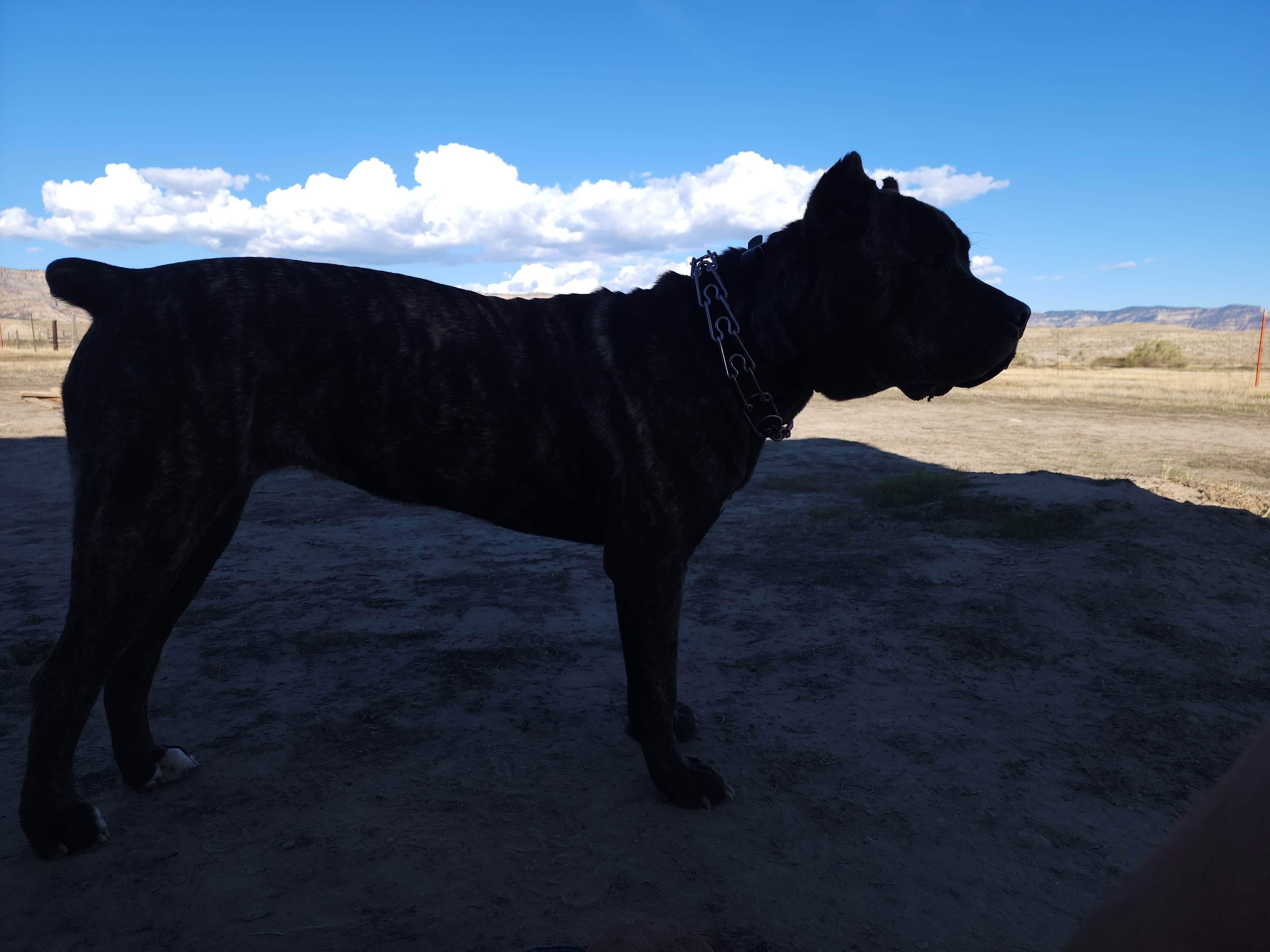 Wayne H.'s photo of camping with pets at BLM #174 Road Dispersed Camping near Glade Park, CO