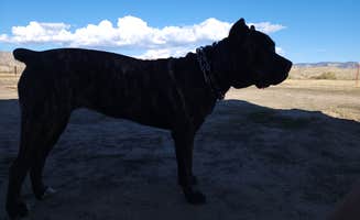 Wayne H.'s photo of camping with pets at BLM #174 Road Dispersed Camping near Fruita, CO