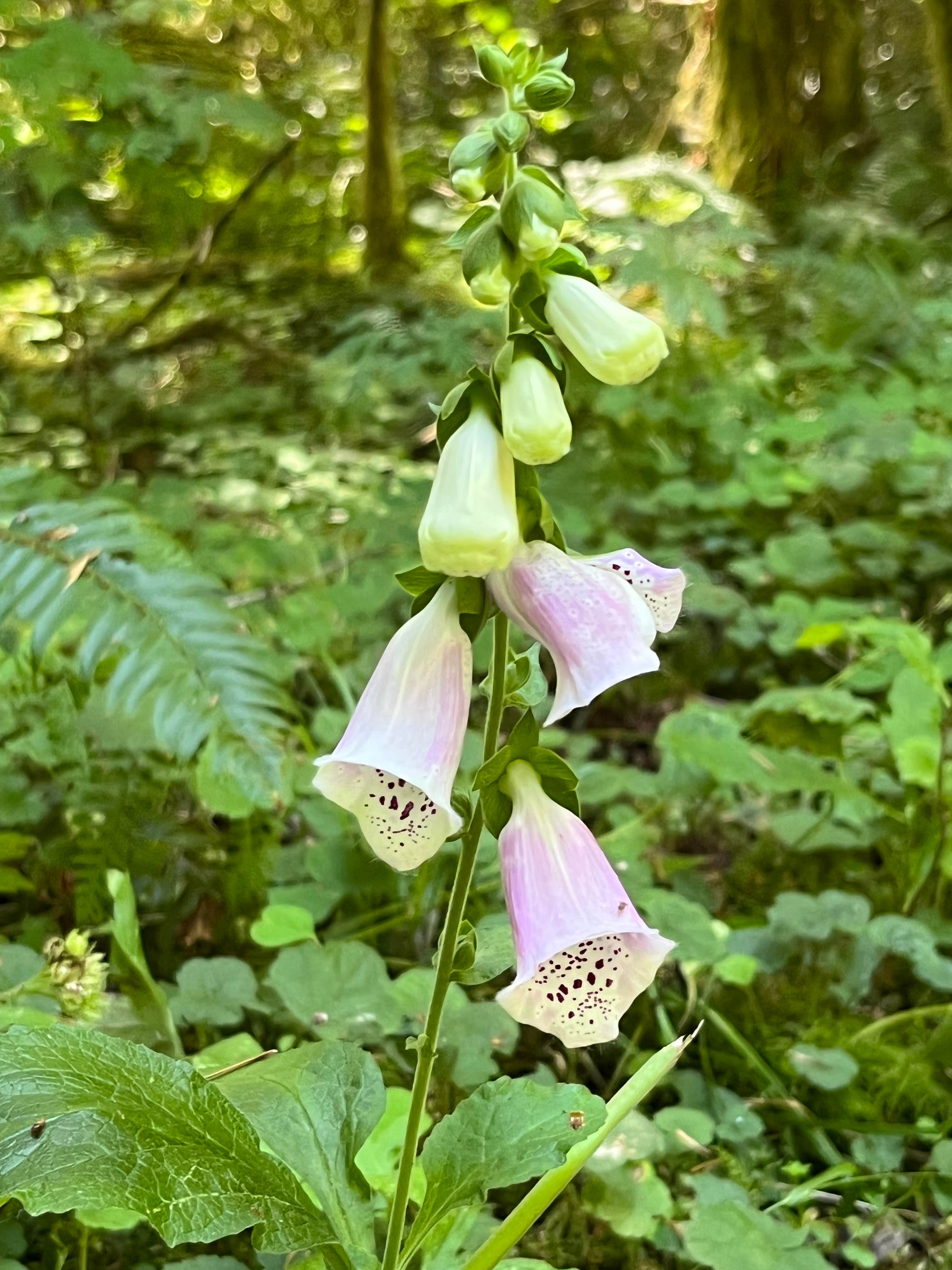 Camper-submitted photo at Sahara Creek DNR Horse Camp near Ashford, WA