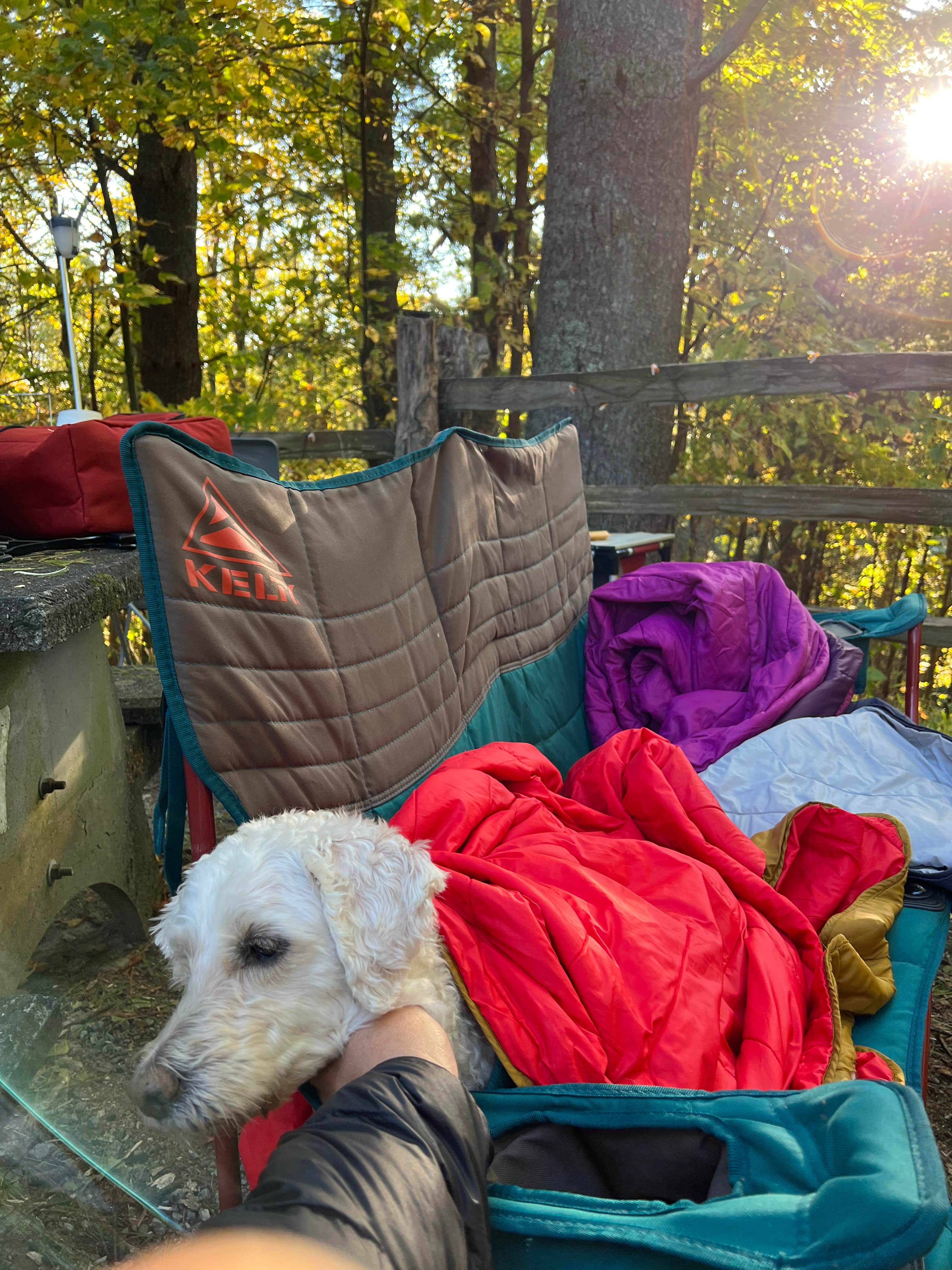 PCS S.'s photo of camping with pets at Doughton Park Campground — Blue Ridge Parkway near Mouth of Wilson, VA